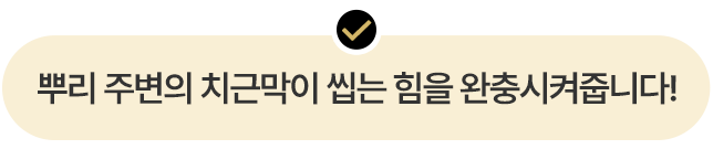뿌리 주변의 치근막이 씹는 힘을 완충시켜줍니다!