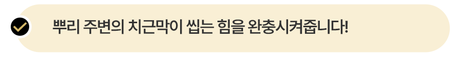 뿌리 주변의 치근막이 씹는 힘을 완충시켜줍니다!