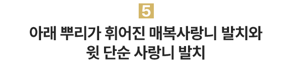 5.아래 뿌리가 휘어진 매복살아니 발치와 윗 단순사랑니 발치