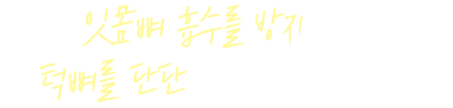 잇몸뼈 흡수를 방지하고, 턱뼈를 단단하게 유지합니다.